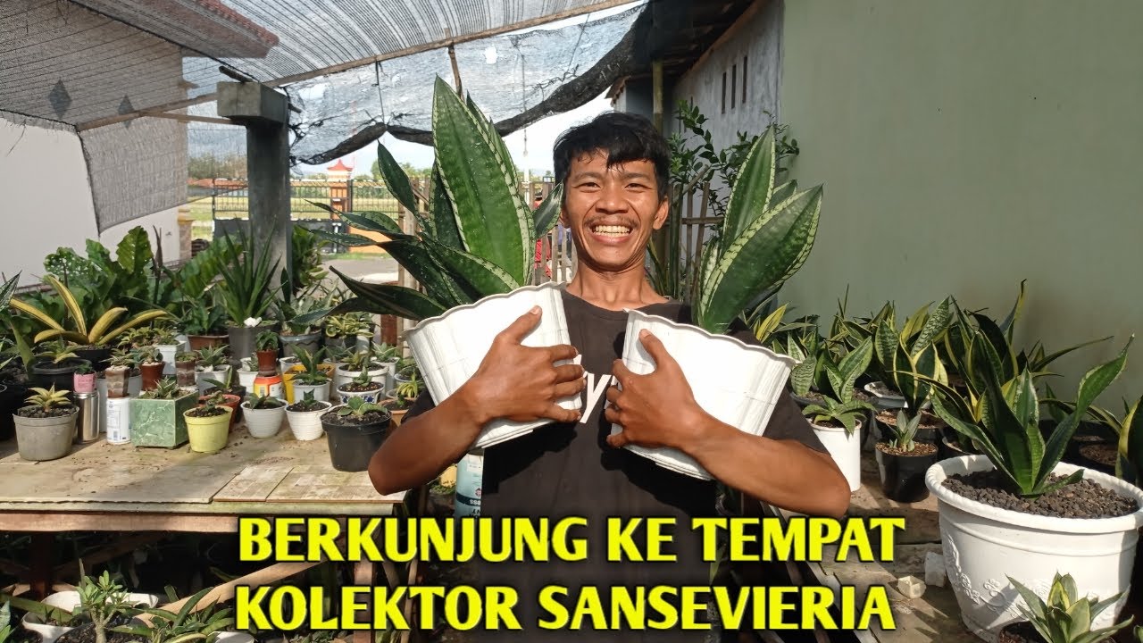 BERKUNJUNG KE TEMPAT KOLEKTOR SANSEVIERIA || SANSEVIERIA INDONESIA