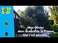 Mon olivier plant dans le nord de la france arbre arbuste jardin