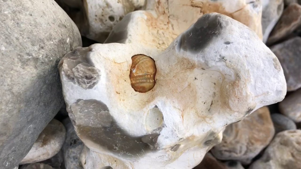 Lyme Regis Fossil YouTube