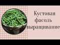 Фасоль спаржевая или стручковая кустовая