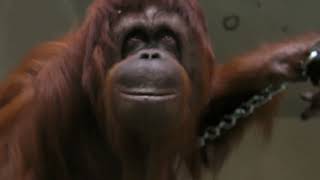 Orangutani dobili novu lezaljku