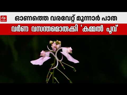 പാതയോരങ്ങളില്‍ മിഴി തുറന്ന് 'പുള്ളികാശിത്തുമ്പ' | Pullikashithumba Flower | Munnar