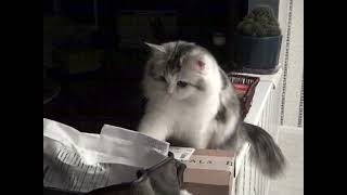 RagaMuffins   Crazy Danae by The RagaMuffin Kitten Breeders Society 180 views 2 years ago 4 minutes, 26 seconds