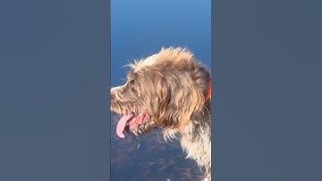 it’s hot but you make your wirehaired pointing griffon quail hunt anyway #wirehairedpointinggriffon
