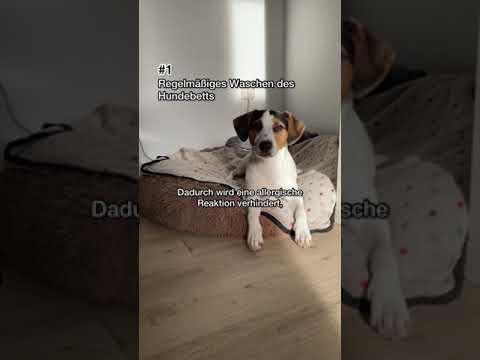 Video: Metronidazol Verwendung bei Hunden