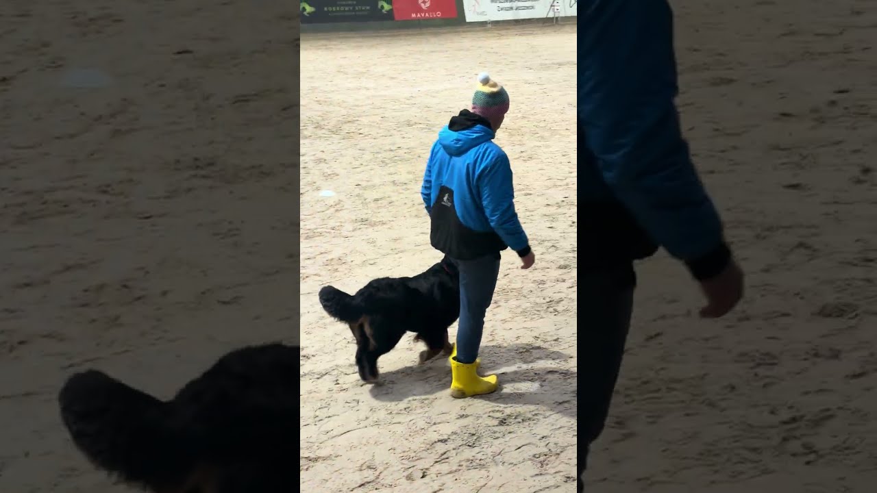 Obedience competition. Class3. 192/320 points