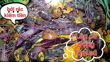 Mờ sáng đổ lú bới rác bắt Tôm sú. Cua với Ghẹ cả đống Tôm chà bá - Cvt clip