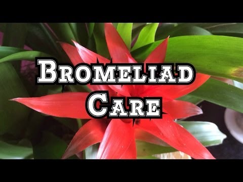 Video: What's Wrong With My Bromeliad – Felsökning av vanliga Bromeliad-problem