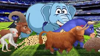 Stampede animal video in football stadium ‼