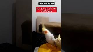 ترويض كروان شرس جدا/ ترويض كوكتيل وحشي/ يوميات طيوري/شمبق/ كوكي/ تحديد عمر الطائر/ ببغاء الدرة/باذجي