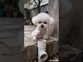 搗蛋比熊妹#cute #bichon #pets #bichonfrise #funny #youtubeshorts #toys #cutedog #animals #pets #cute