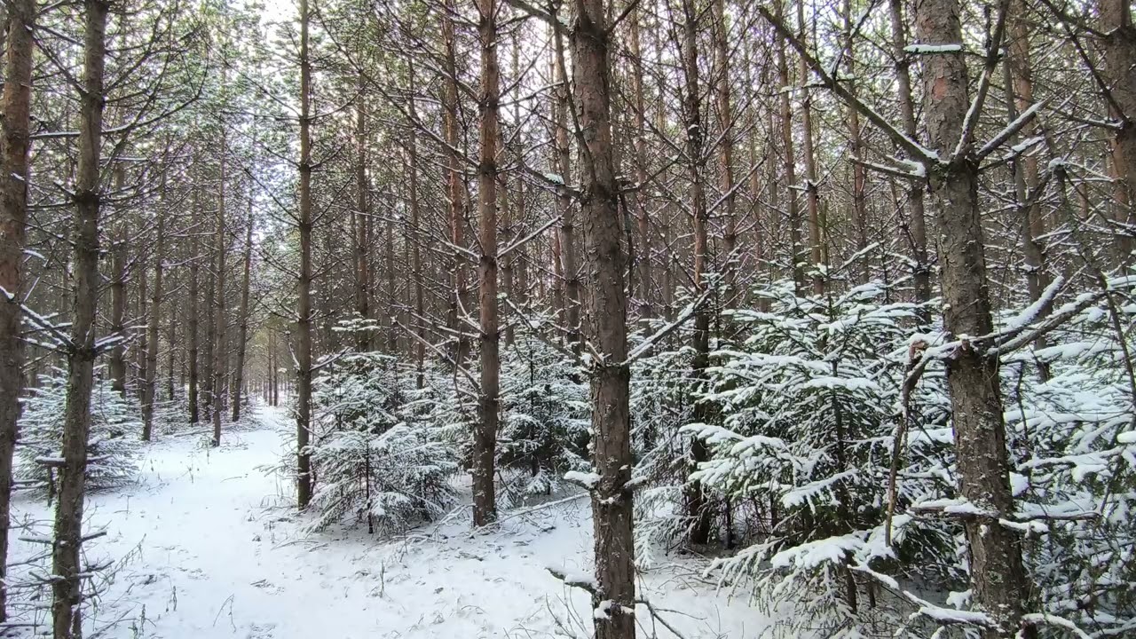 Заснеженный лес. ч.1. Декабрь 2025