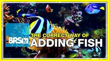 Week 15: Adding Saltwater Fish Intelligently and Safely. | 52 Weeks of Reefing