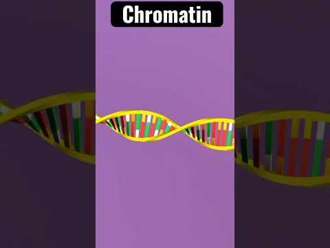 Video: Wat ontrollen chromosomen tot chromatine?