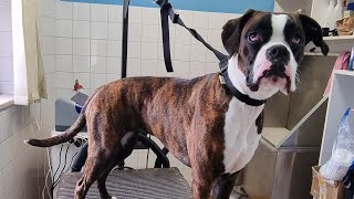 FIRST GROOMING EXPERIENCE I Grooming Boxer