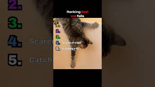 Ranking best cat fails #animals #shorts #cat #fyp
