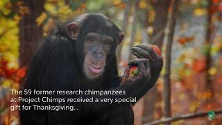 Former Research Chimps Enjoy Vegan Chimpsgiving