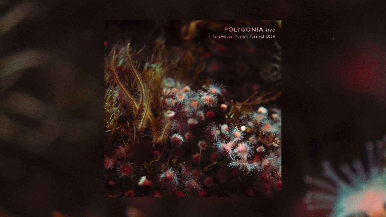 Polygonia 𝘭𝘪𝘷𝘦 | Tanzwüste @ Fusion 2024