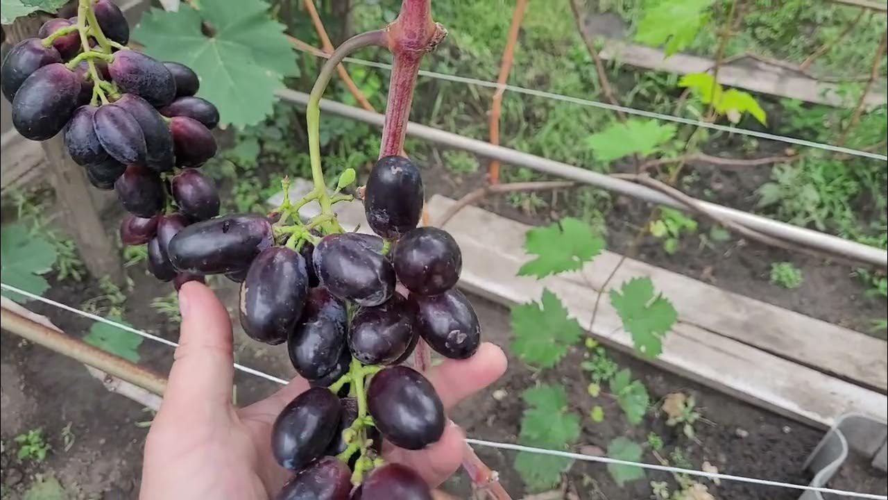 Самые ранние сорта винограда: описание, фото, отзывы