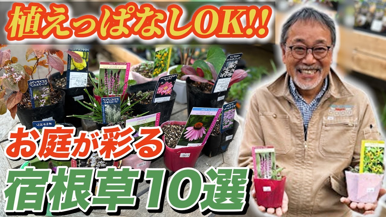 【管理が楽】丈夫で綺麗に育つ宿根草！400品種の中から厳選！【お庭】【植栽】
