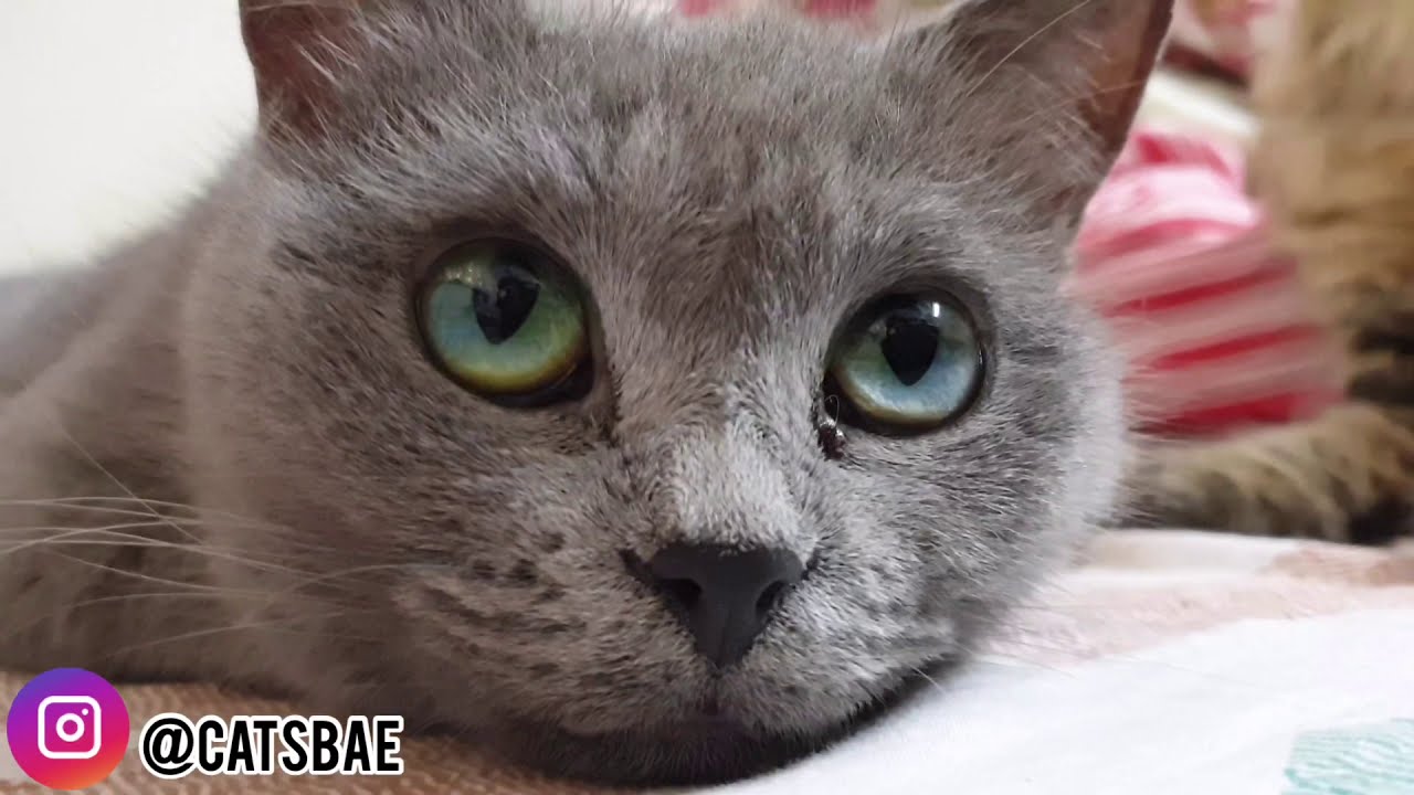 Types of vomiting in cats |causes | cat’s problems |cat n kitten care
