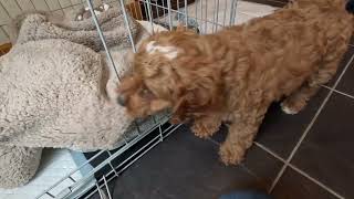 First 24hours With Cavapoo Puppy Part2