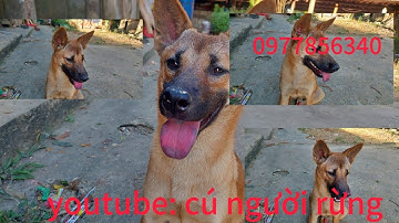 chó săn cày cáo rắn chuột ai cần tuyển zalo 0977856340