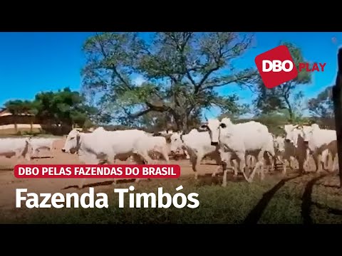 Fêmeas Nelore desfilam no Oeste da Bahia