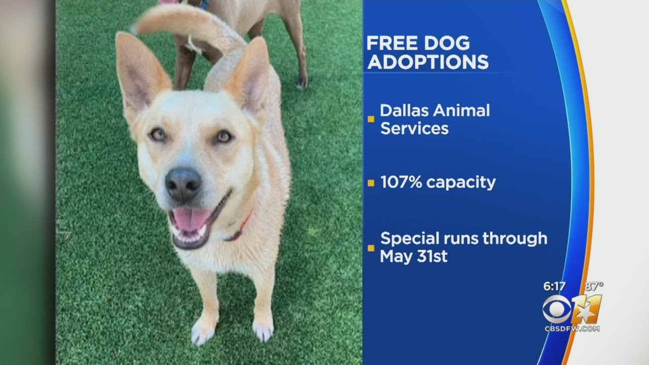 Free Dog Adoptions In Dallas This Memorial Day Weekend YouTube