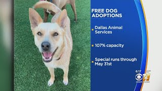Free Dog Adoptions In Dallas This Memorial Day Weekend