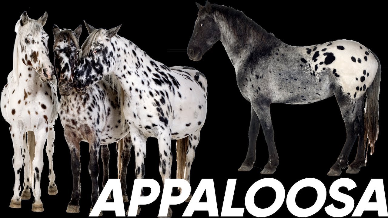 5 Fast Facts About Appaloosa Horses - COWGIRL Magazine