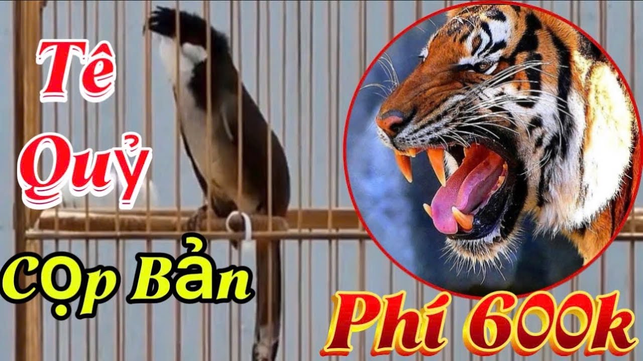 2/3 Siêu Phẩm Bổi Thần 5Tháng Avi Siêu Vip/Bộ To Dài Đòn Siêu Máy Ché/Bung Xoè Ôm Cóng Mãn Nhãn 