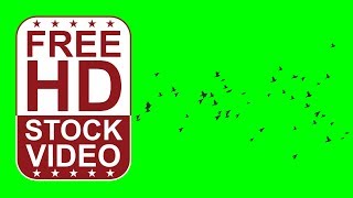 FREE HD video backgrounds – birds silhouettes flying on green screen 3D animation FREE HD video backgrounds – birds silhouettes flying on green screen 3D animation