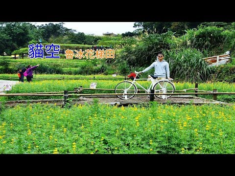 [台北自由行指南] 帶你到台北木柵貓空看魯冰花，順便到杏花林走一走，賞花路線一次給你！