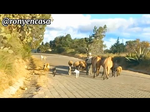Regreso al pueblo a cocinar con mis animalitos 💕