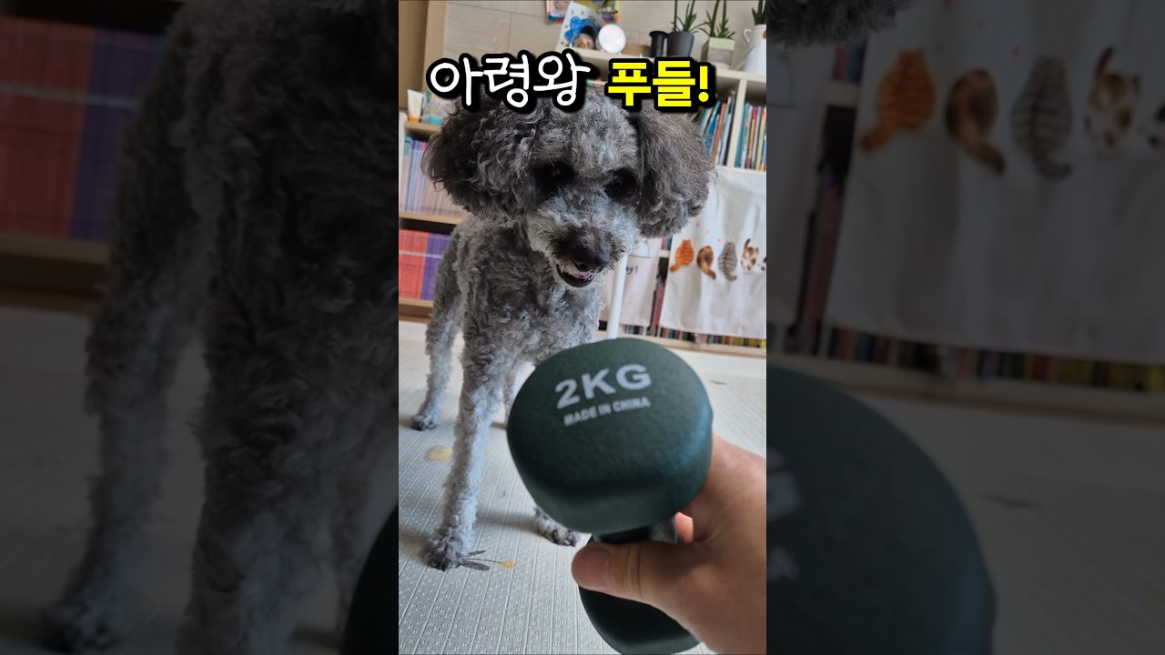 나의 푸들은 아령왕?? #dogshorts #dogfunny #강아지일상 #운동 #cute #반려견 #웃긴영상