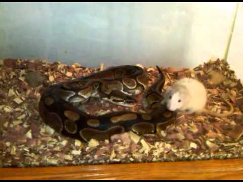 Wish my ball python would eat - YouTube