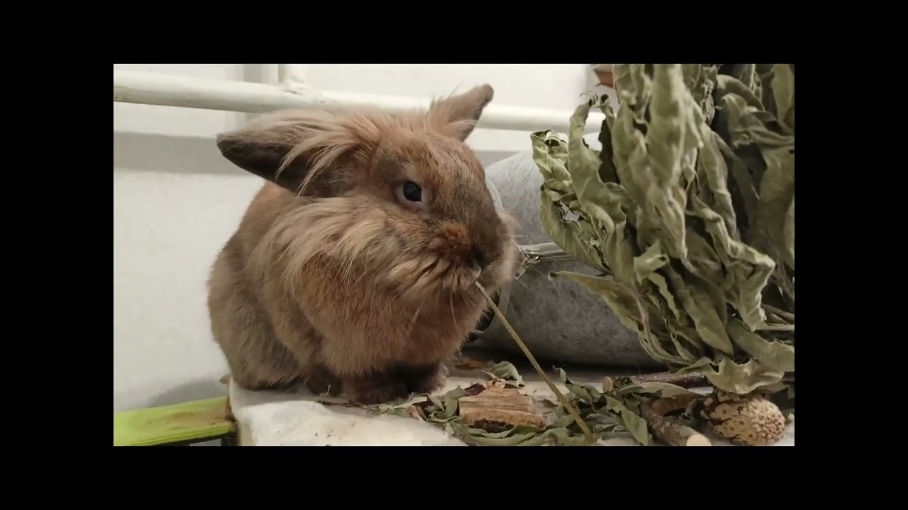 Банникула хрустит топинамбуром | Bannicula crunches Jerusalem artichoke