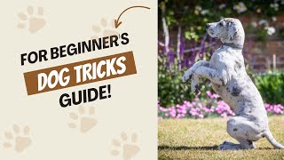 Dog Tricks For Beginner’s Guide!