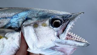 Spanish Mackerel Fishing - Rigs, Jigs & Techniques