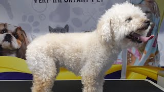 How to groom a TOY POODLE by Ser ErickRL 53 views 1 year ago 1 minute, 2 seconds