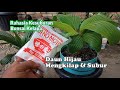 Ungkap Cara Menyuburkan Bonsai Kelapa Dan Daun Mengkilap Dengan MICIN