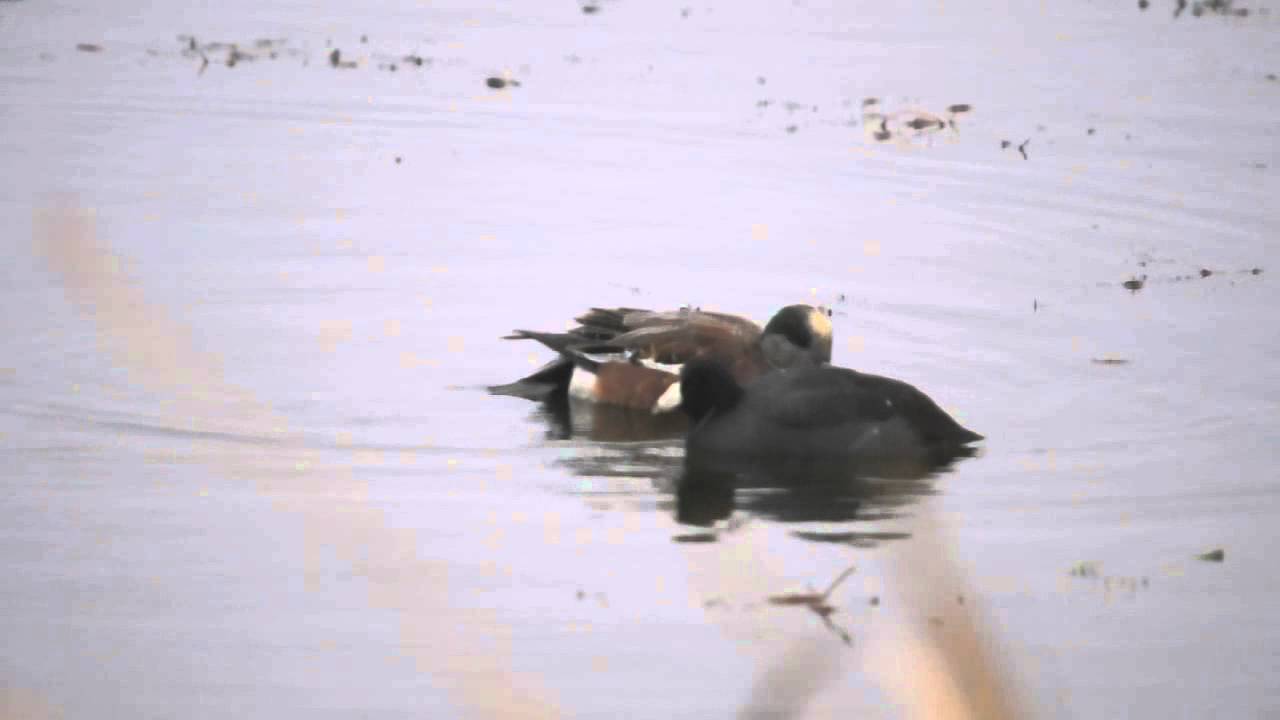 American Wigeon Kleptoparasitism 