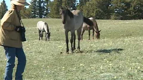 Elizabeth Graves with the Pryor Mountain Mustangs