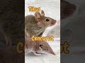 Tikus vs Cencurut, yang mana lagi geli..