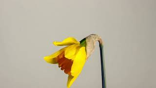 Easter Bell  Daffodil Easter , Spring.