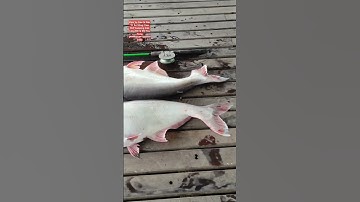 Câu Cá Tra Dầu khổng lồ ( Thủy quái Sông Hậu ) Amazing 05/05/2024.