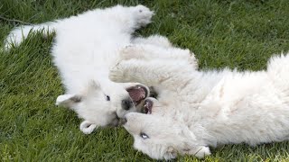 Caring for Senior Great Pyrenees: Essential Considerations