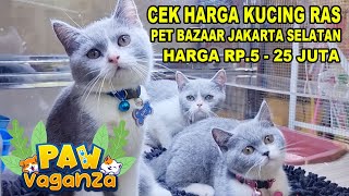 Harga 5  25 Juta  Cek Harga Kucing Ras Di Paw Vaganza Lippo Mall Kemang
