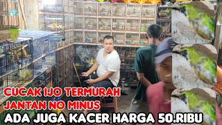 CUCAK IJO TERMURAH JANTAN NO MINUS ADA JUGA KACER HARGA 50.RIBU